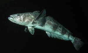 Adult toothfish can live up to fifty years and weigh over 150 kg © Rob Robbins. 