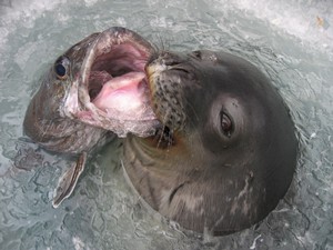 Antarctic toothfish are an important food item for Weddell seals © Jessica Meir.