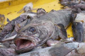 Toothfish caught in the Ross Sea.